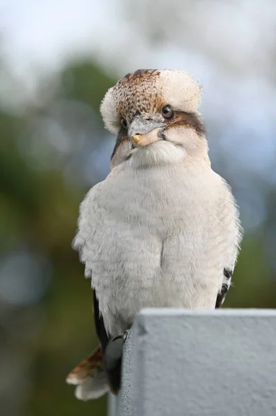 Kookaburra Martín Pescador Pájaro Nativo Australia Sentado Una Valla — Foto de Stock
