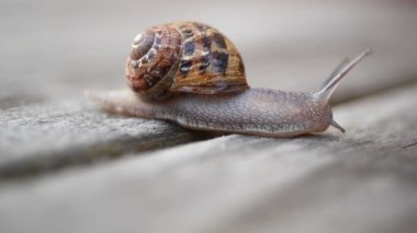 Tahta yüzeyde sürünen bir salyangoz.