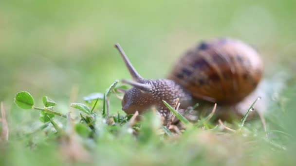 Schnecke Kriecht Auf Grünem Gras Heimischen Garten — Stockvideo