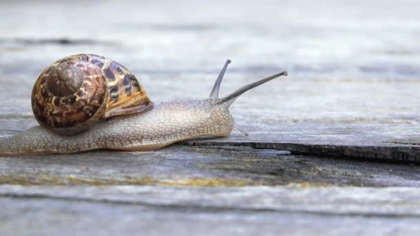 Eine Schnecke Kriecht Sehr Langsam Auf Einem Holzbrett — Stockvideo