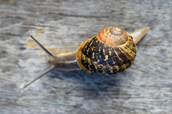 Aerial View One Snail Crawling Wooden Board Very Slow — Stock Photo, Image