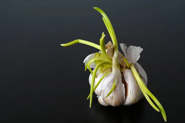 Gros Plan Ail Germé Isolé Sur Fond Noir — Photo