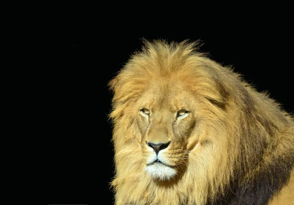 Lion face looking at camera isolated on black background.