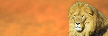 Aslan suratlı bir aslanın portresi dramatik günbatımı arka planında kameraya bakıyor..