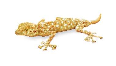Gecko kertenkelesi siyah arkaplanda izole edilmiş kameraya bakıyor.