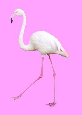 Pembe arkaplanda geniş Flamingo (tüm vücut) izole.