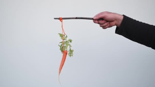 商人手拿着胡萝卜在一根用白色背景隔开的手杖上 胡萝卜 棒奖赏和惩罚概念 — 图库视频影像