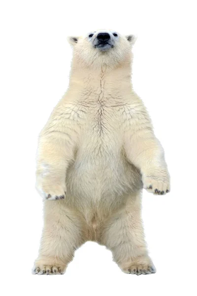 Large Female Polar Bear Standing Two Legs Isolated White Background — Stock Photo, Image