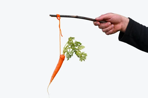 Businessman Hand Holding Carrot Stick Isolated White Background Carrot Stick — Stock Photo, Image