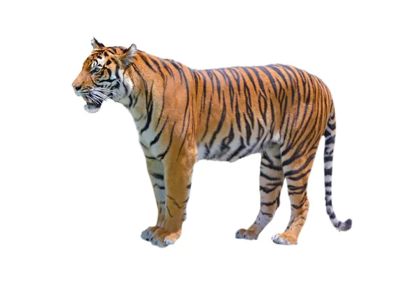 Grande Tigre Bengala Isolado Fundo Branco — Fotografia de Stock