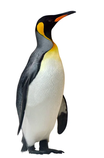Pingüino Rey Aptenodytes Patagonicus Aislado Sobre Fondo Blanco — Foto de Stock