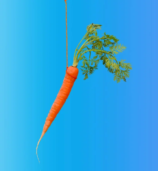 Морковь Палочке Изолирована Синем Фоне Концепция Награждения Наказания Кнутом Пряником — стоковое фото