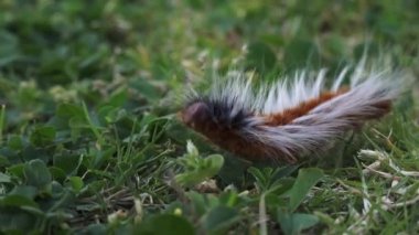 Anthelid acuta güve tırtılının yeşil bahçe çimlerinde sürünürken alçak açılı görüntüsü.  