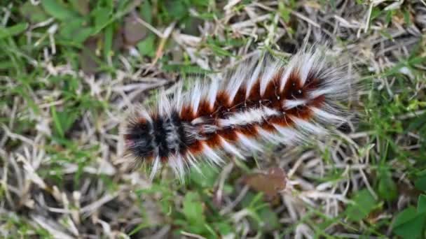 Vista Superior Anthelid Acuta Polilla Oruga Arrastrándose Sobre Césped Verde — Vídeo de stock