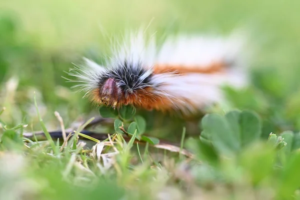 Low Angle View Anthelid Acuta Moth Caterpillar Crawlling Green Garden — Stock Photo, Image