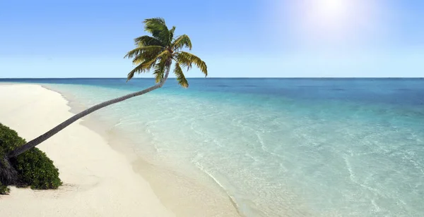 Vista Panorâmica Paisagem Uma Palmeira Solitária Uma Praia Ilha Tropical — Fotografia de Stock