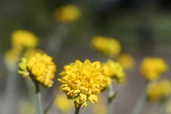 Conostylis Lemon Lights Conostylis Aculeata Gula Blommor Som Växer Perth — Stockfoto