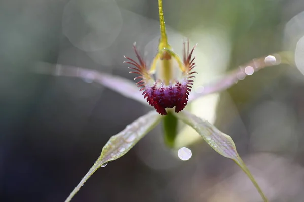 Κοντινό Πλάνο Του Carousel Spider Orchid Είναι Ένα Ζωντανό Και — Φωτογραφία Αρχείου