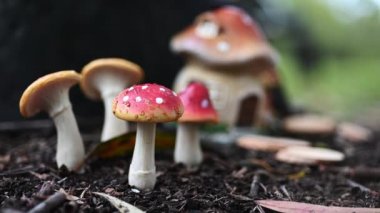 Ormandaki küçük bir mantar peri evinin fantezi dünyası.
