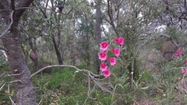 Gladiolus caryophyllaceus, Güney Afrika 'da bulunan bir Gladiolus türüdür. Batı Avustralya 'da bir yabani ot.