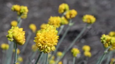 Conostylis Lemon Işıkları Perth Batı Avustralya 'da yetişen sarı çiçekler.