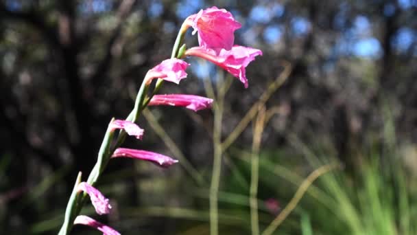 Gladiolus Caryophyllaceus Een Gladiolus Soort Afkomstig Uit Zuid Afrikaanse Kaapse — Stockvideo