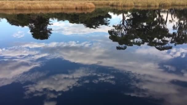 Árvores Gengiva Reflexão Sobre Calma Entrada Rio Vista Paisagem Água — Vídeo de Stock