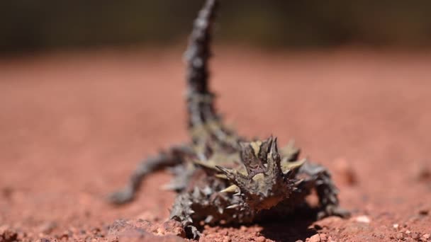 Espinoso Reptil Diablo Moloch Horridus Australia Occidental Outback — Vídeo de stock