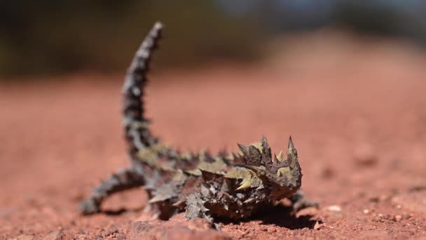 澳大利亚西部的桑尼魔鬼爬行动物 Moloch Horridus — 图库视频影像