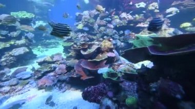 Batı Avustralya 'daki Ningaloo resifinde renkli tropikal balıklar su altında yüzerler.