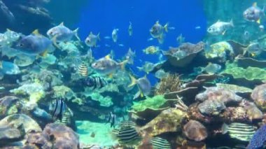 Batı Avustralya 'daki Ningaloo resifinde renkli tropikal balıklar su altında yüzerler.