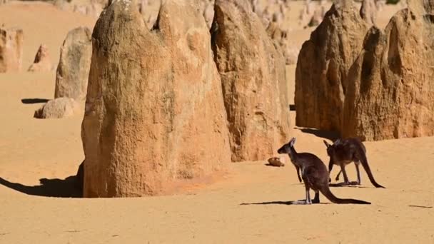Два Западных Серых Кенгуру Прыгающих Пустыне Пиннакл Близ Сервантеса Западной — стоковое видео