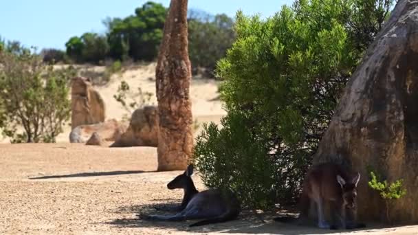 西オーストラリア州のセルバンテス近くのピナクルズ砂漠での2つの西側の灰色のカンガルー放牧 — ストック動画