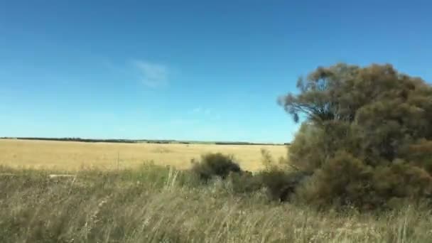 Australia Occidental Cinturón Trigo Vista Del Paisaje Desde Coche — Vídeo de stock