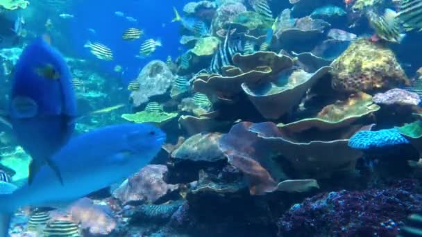 Batı Avustralya Daki Ningaloo Resifinde Renkli Tropikal Balıklar Altında Yüzerler — Stok video