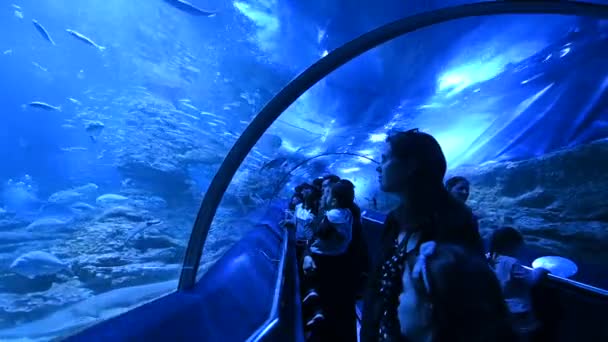 Perth Okt 2020 Toeristen Bezoeken Bij Onderwatertunnel Aqwa Het Aquarium — Stockvideo