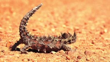 Batı Avustralya 'nın kırsal kesimindeki Dikenli Şeytan Sürüngeni (Moloch Dehşeti).