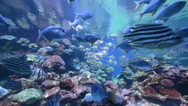 Барвисті Тропічні Риби Плавають Під Водою Рифі Нінгалу Західна Австралія — стокове відео