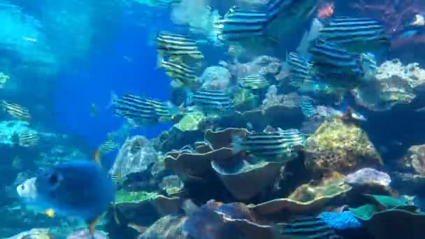 Batı Avustralya Daki Ningaloo Resifinde Renkli Tropikal Balıkların Zaman Akışı — Stok video