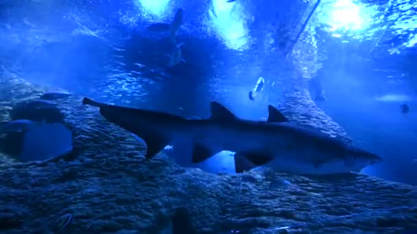 Perth Ptu 2020 Tubarão Vida Aquática Aqwa Aquário Abriga Cerca — Vídeo de Stock