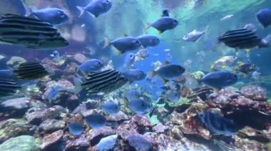 Batı Avustralya 'daki Ningaloo resifinde renkli tropikal balıklar su altında yüzerler.