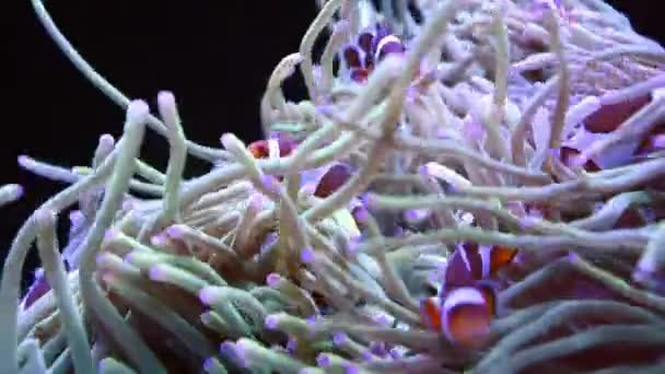 Ομάδα Ocelaris Clownfish Φωλιασμένο Μια Υπέροχη Θαλάσσια Ανεμώνη Στον Ύφαλο — Αρχείο Βίντεο