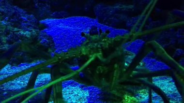 Batı Avustralya 'nın Hint Okyanusu kıyısındaki kameraya bakan Batı Rock ıstakozu.