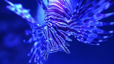 Aslan balığı pterois balığı su altında yüzüyor.