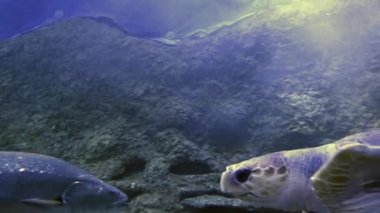 Batı Avustralya 'daki Ningaloo resifinde büyük bir Hawksbill kaplumbağası su altında yüzer.