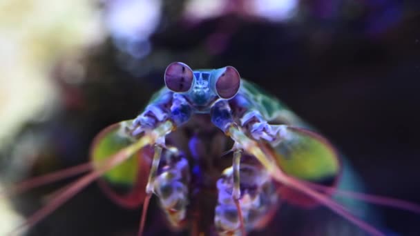 Portrait Mantis Shrimps Stomatopods Looking Camera — Stock Video