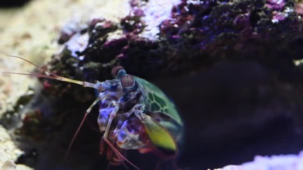 水中の岩の中に隠れているカマキリエビのスタモトプス — ストック動画