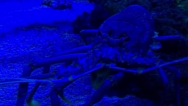 Lobster Underwater Ningaloo Reef Western Australia — Stock Video