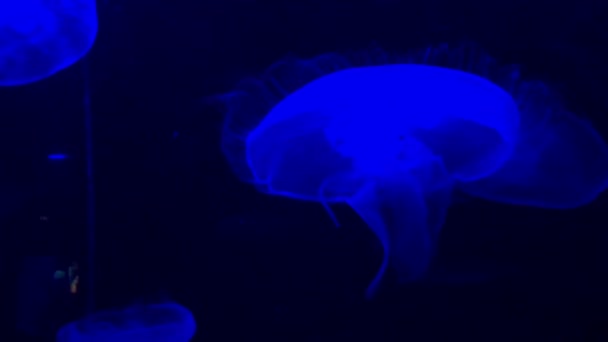 Jellyfish Sea Jellies Swimming Water — Stock Video