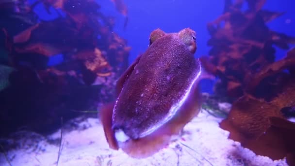 Sépie Sepiida Plavou Pod Vodou Útesu Ningaloo Západní Austrálii — Stock video